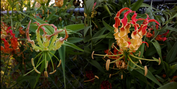 [Two photos spliced together. On the left is a bloom with its stamen below the petals. The petals are mostly light green with red-tipped ends and are wavy along the edges. The rippled edges make the petals appear to be twirled as they extend from the center. On the right is a more mature bloom. The stamen extend horizontally from the center instead of downward. The petals are yellow with bright red upper ends. The petals also appear to be wider and longer than the bloom on the left.]